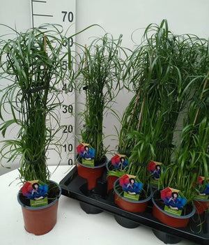 Umbrella Grass (Cyperus alternifolius) – 14cm Pot