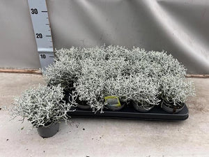 Leucophyta Silver Bush – 9cm Pot