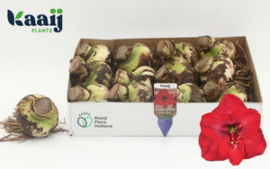 Red Hippeastrum Flower Bulbs – 30cm Bulbs