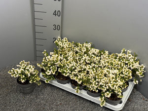 White Berry Gaultheria – 10.5cm Pot