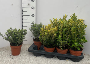 Mixed Euonymus Garden Plant – 13cm Pot
