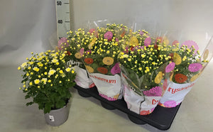 Garden Chrysanthemum (Chrysanthemum indicum) – 15cm Pot