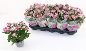 Chrysanthemum ‘Armin’ – 12cm Pot
