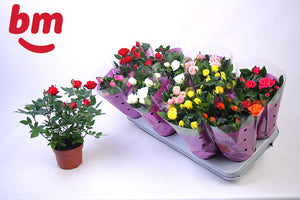 Mixed Rosa Flowering Houseplant – 10.5cm Pot