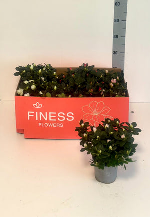 Mixed Rhododendron Houseplant (Rhododendron simsii) – 12cm Pot
