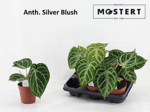Anthurium Silver Blush – 12cm Pot