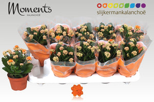Orange Double Kalanchoe – 10.5cm Pot