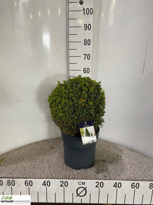 Spherical Boxwood (Buxus sempervirens) – 27cm Pot