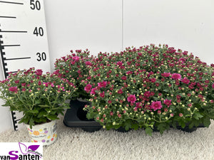 Purple Double Chrysanthemum – 12cm Pot