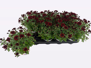 Red Chrysanthemum (Chrysanthemum Indicum Group) – 12cm Pot