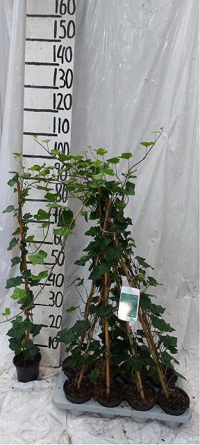 English Ivy (Hedera helix) – 13cm Pot, 100cm Tall