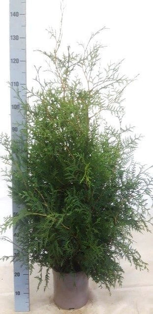 Brabant Thuja (Thuja occidentalis) – 24cm Pot, 130cm