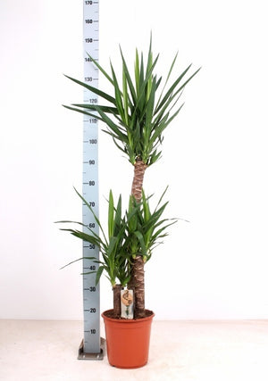Yucca Houseplant (Yucca) – 24cm Pot, 150cm High