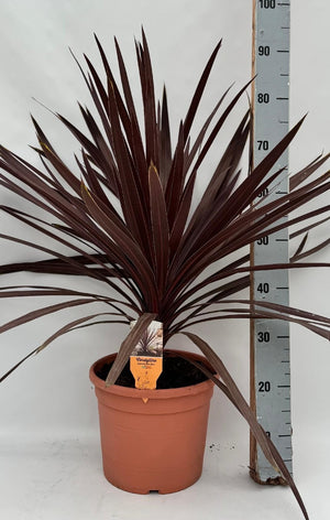Cordyline Red Sensation – 28cm Pot, 90cm High