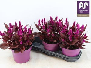 Celosia Mystic Shades – 19cm Pot