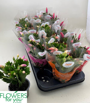 Mixed Schlumbergera Christmas Cactus – 9cm Pot