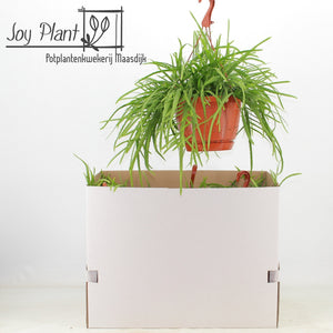 Bolivian Lepismium Cactus – 21cm Pot