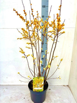 Winterberry Holly (Ilex verticillata) – 23cm Pot
