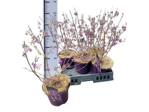 Beautyberry ‘Profusion’ (Callicarpa bodinieri) – 19cm Pot