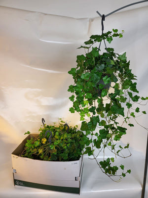 Green English Ivy (Hedera helix) – 19cm Pot