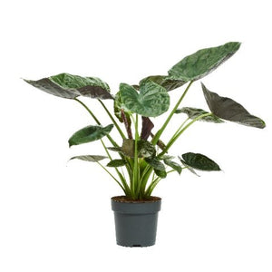Alocasia Wentii Elephant Ear – 32cm Pot, 170cm Tall