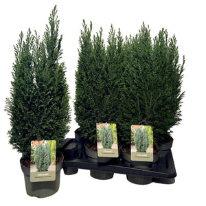Lawson Cypress ‘Ellwoodii’ – 17cm Pot, 60cm High