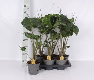 Alocasia Stingray – 17cm Pot, Approx. 75cm High