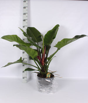 Philodendron Imperial Green – 24cm Pot, 100cm Tall