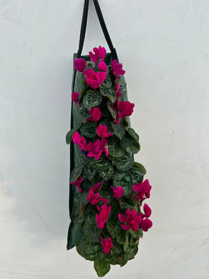 Outdoor Hanging Cyclamen – 50cm Pot