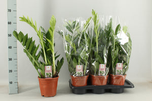 ZZ Plant ‘Raven’ (Zamioculcas zamiifolia) – 17cm Pot