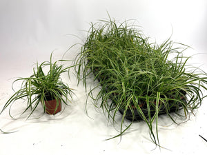 Carex Morrowii Ornamental Grass – 8cm Pot