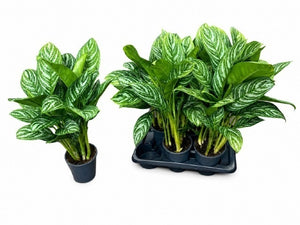 Aglaonema 'Stripes' – 17cm Pot, Approx. 75cm Tall