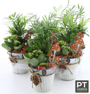 Mixed Plant Arrangement in Zinc Pot – 14cm