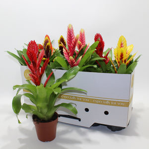 Mixed Vriesea Bromeliad – 12cm Pot, 40cm High