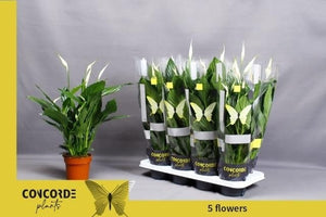 White Peace Lily (Spathiphyllum) – 13cm Pot