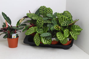 Mixed Calathea Houseplant – 14cm Pot