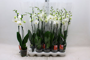 White Phalaenopsis Orchid ‘Snow Compass’ – 12cm Pot