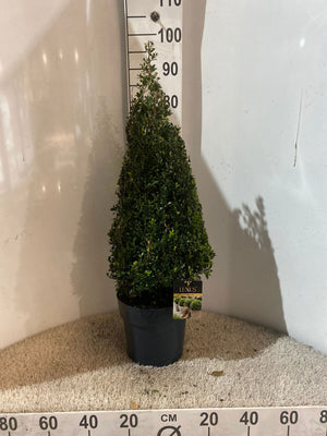 Globe-Shaped Japanese Holly (Ilex crenata) – 24cm Pot