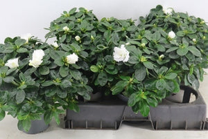 White Azalea (Rhododendron simsii) – 15cm Pot