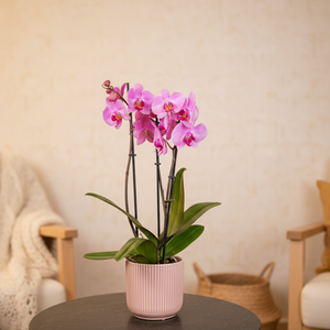 Phalaenopsis 3 stem Orchid Plant Pink