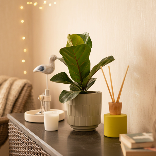 Fiddle Fig Leaf Plant