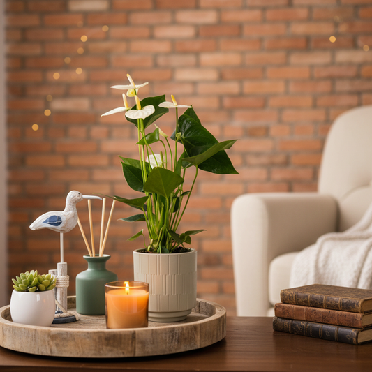 Anthurium Plant White