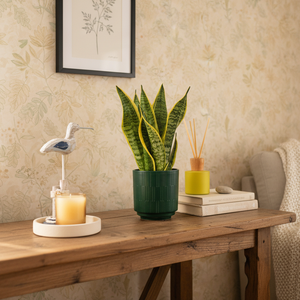Sanseveria Plant