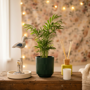 Parlour Palm Plant