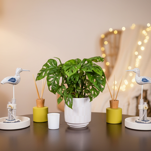 Trailing Monstera Leaf Plant