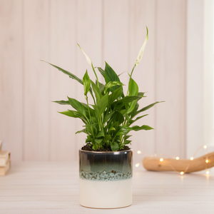 Peace Lily Plant