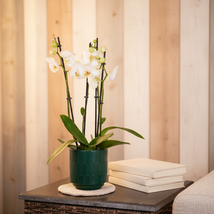 Phalaenopsis 3 stem Orchid Plant White