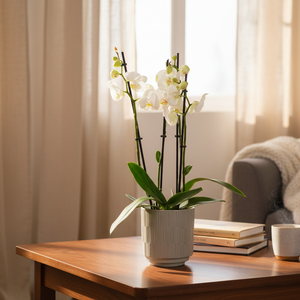 Phalaenopsis 3 stem Orchid Plant White