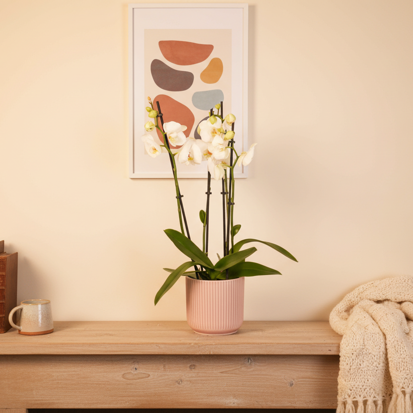 Phalaenopsis 3 stem Orchid Plant White