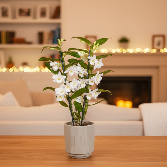 White Dendrobium 2 Stem Orchid Plant